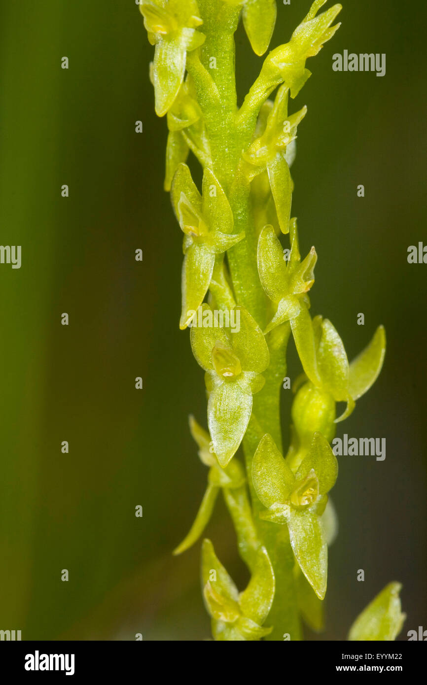 Bog orchid, bog sommatore's-bocca orchidea (Hammarbya paludosa, Malaxis paludosa), infiorescenza, dettaglio, Germania Foto Stock