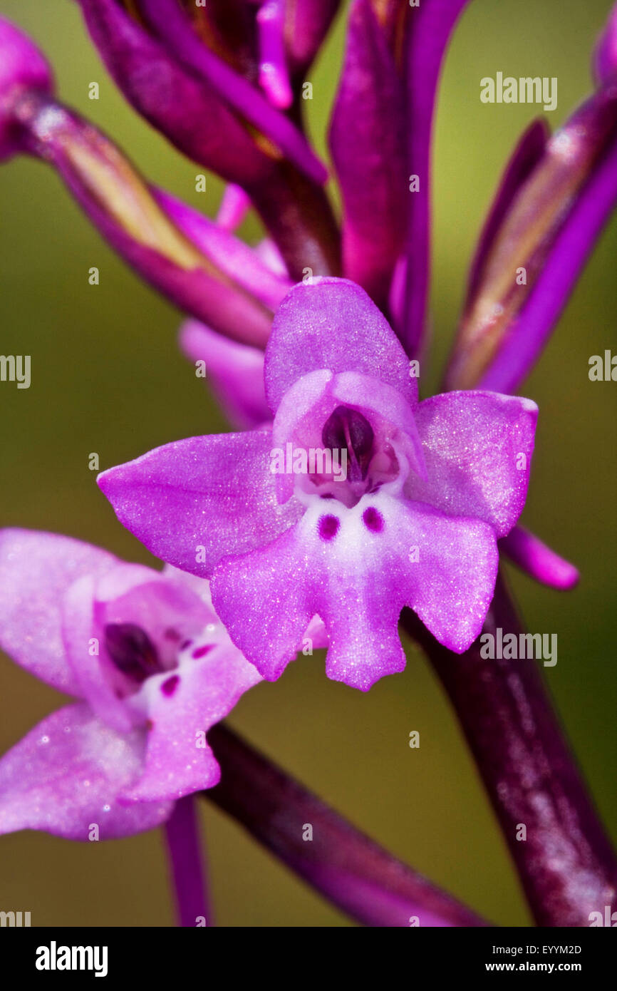 Quattro-spotted Orchis, quattro Spotted Orchid (Orchis quadripunctata), infiorescenza, dettaglio Foto Stock