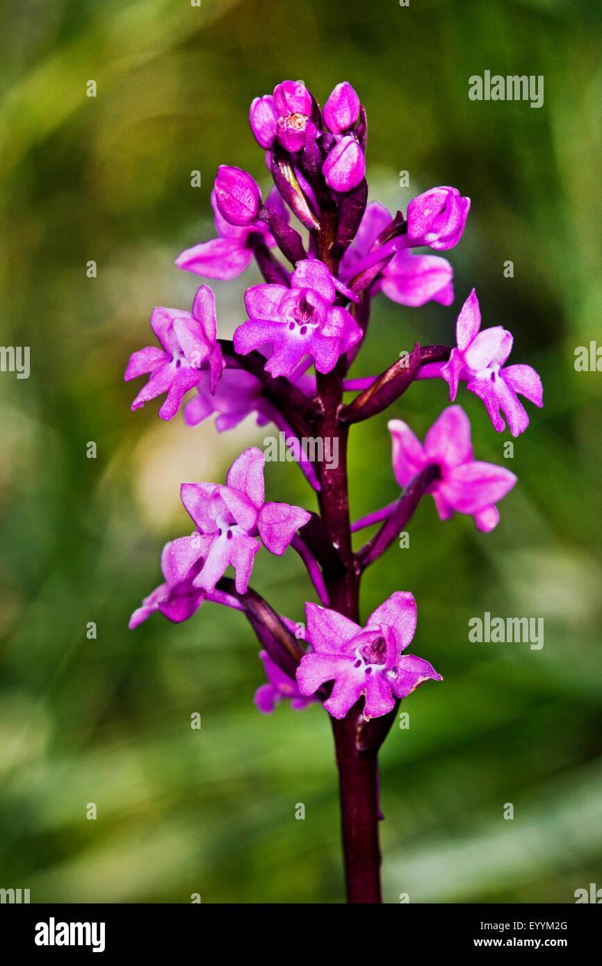 Quattro-spotted Orchis, quattro Spotted Orchid (Orchis quadripunctata), infiorescenza Foto Stock