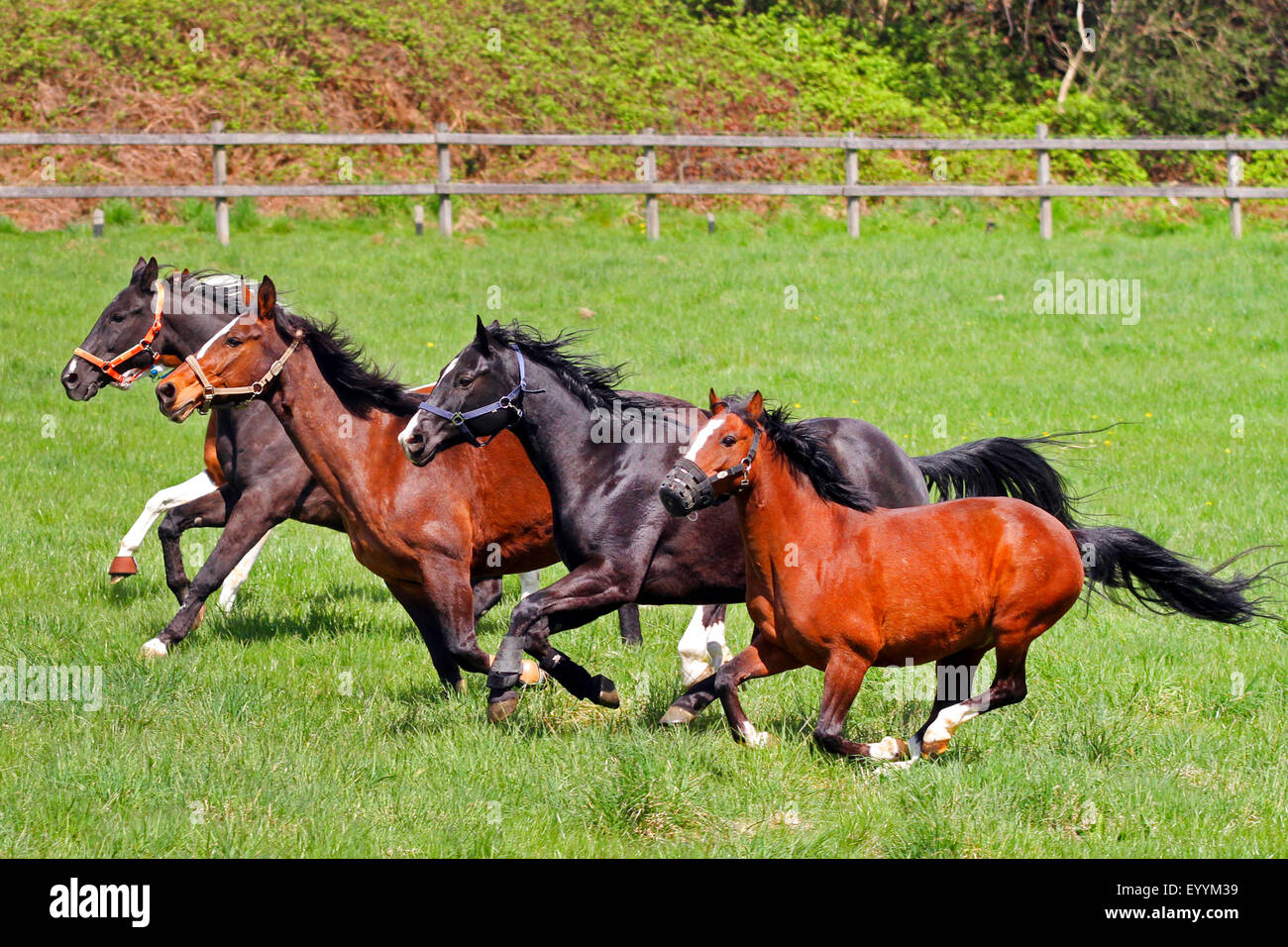 Cavalli domestici (Equus przewalskii f. caballus), cavalli al galoppo alla loro prima volta nel paddock dopo l'inverno, Germania Foto Stock