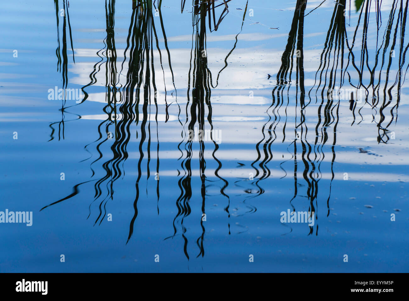 Tifa (Typha spec.), il mirroring sul acqua, Germania, Meclemburgo-Pomerania, Stechlin, Neuglobsow Foto Stock