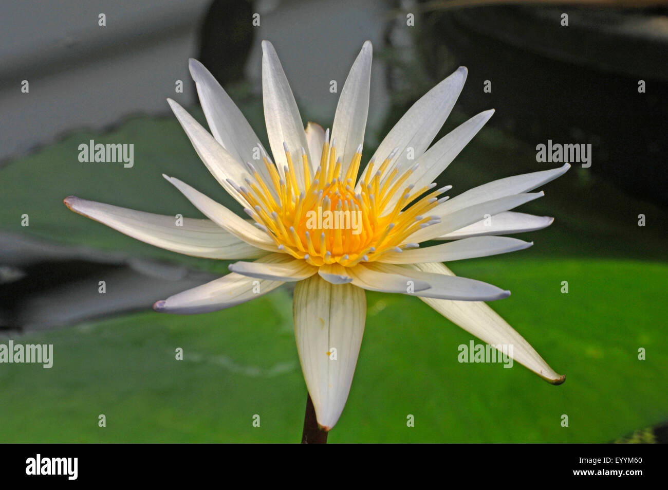 Ninfee pond lily (Nymphaea spec.), fiore, Germania Foto Stock