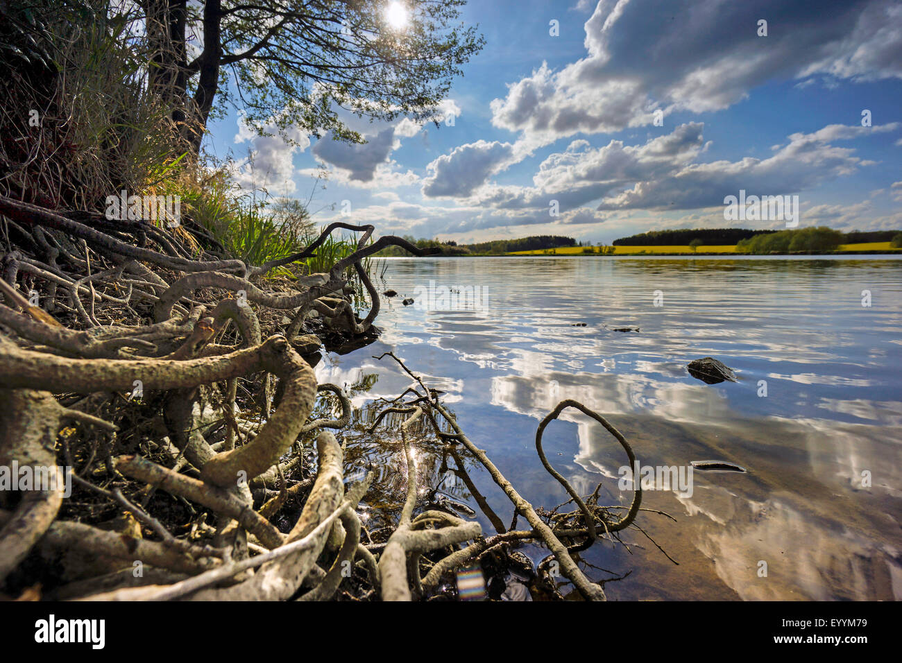 Radici di albero sulla riva del lago, in Germania, in Sassonia, Vogtland, Jocketa Foto Stock