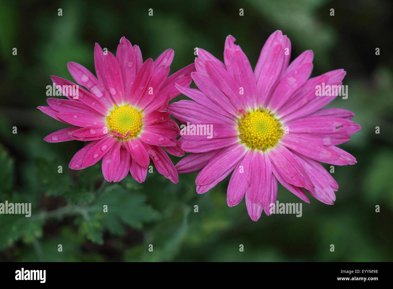 Costmary, Cinese Aster, crisantemo, Mamma, giardino mamma (Dendranthema x grandiflorum, Dendranthema grandiflorum, Dendranthema indica, Chrysanthemum indicum, grandiflorum crisantemo, crisantemo x grandiflorum), cultivar coury Foto Stock