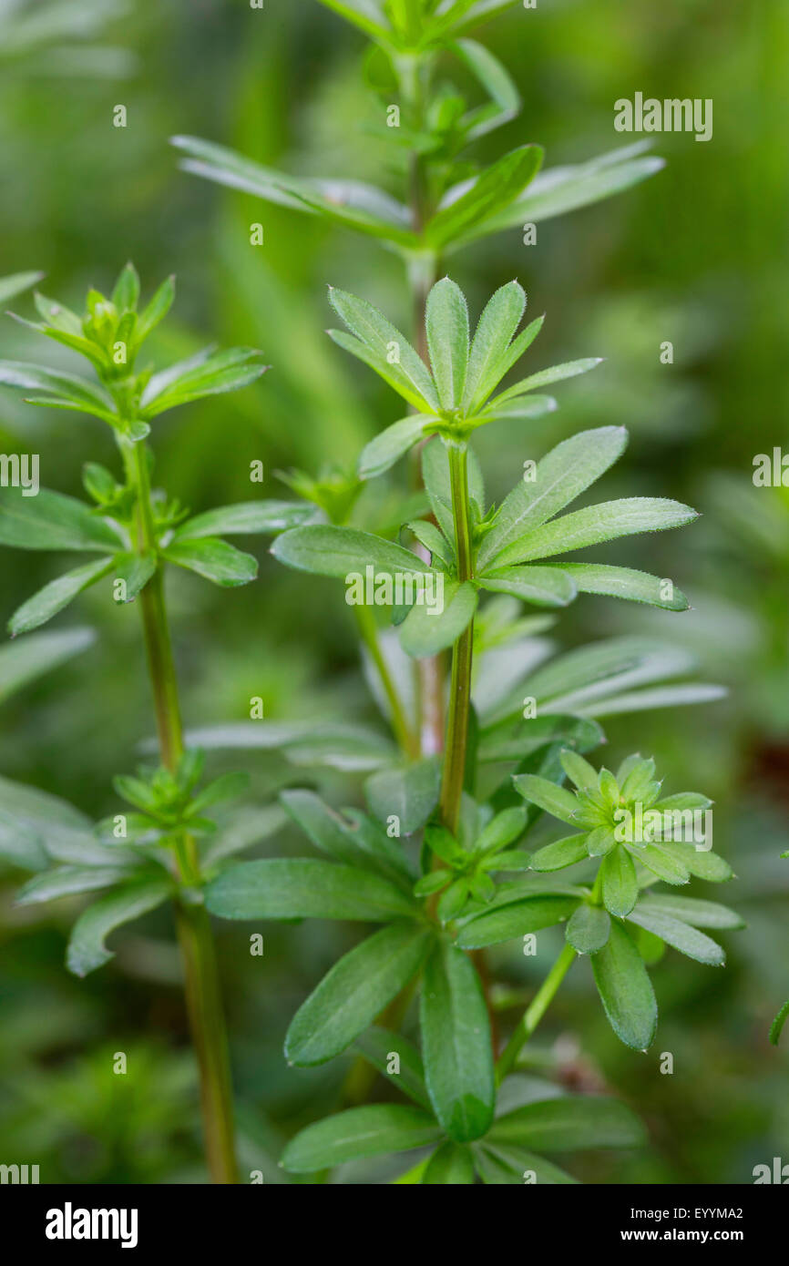 Grande hedge bedstraw, liscia (bedstraw Galium mollugo), lascia poco prima della fioritura, Germania Foto Stock