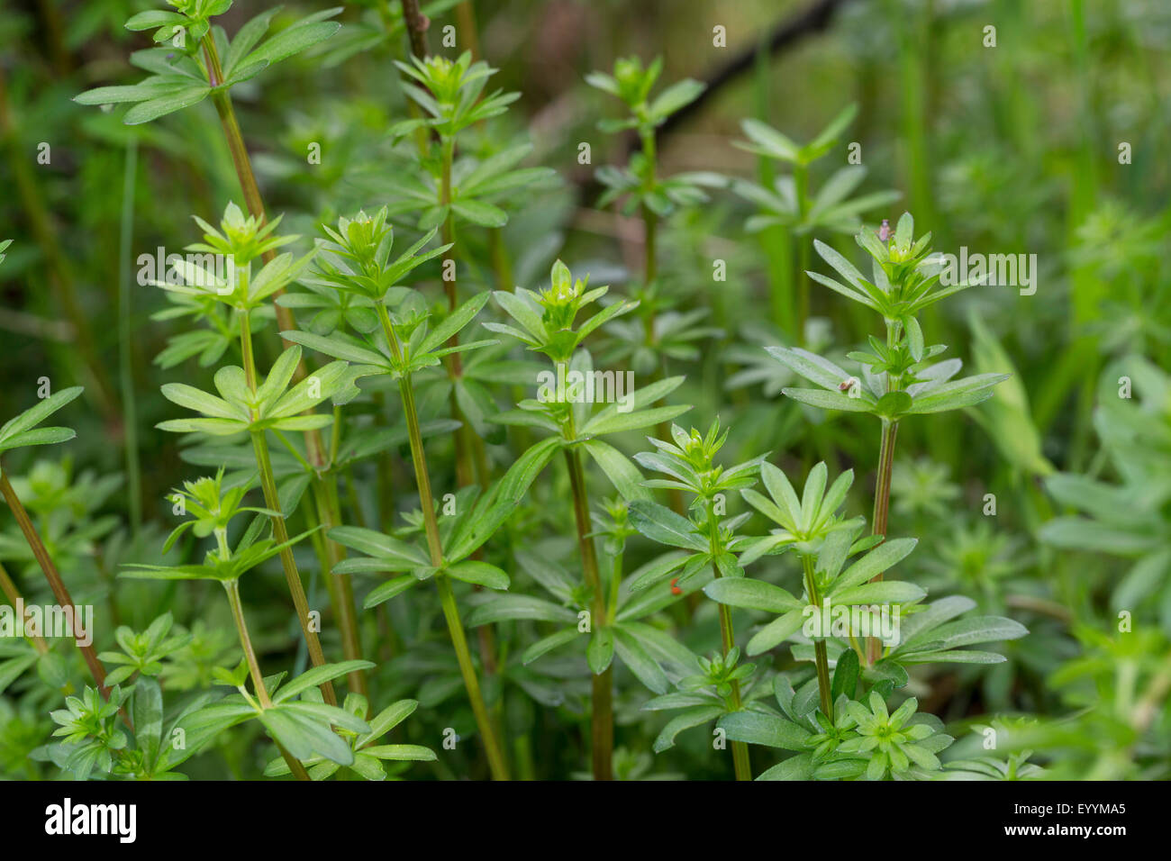 Grande hedge bedstraw, liscia (bedstraw Galium mollugo), lascia poco prima della fioritura, Germania Foto Stock
