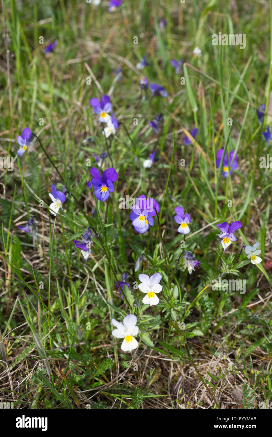 Heartsease, cuore di semplicità, delizia del cuore, Tickle-my-fancy, Wild pansy, Jack-jump-su-e-kiss-me venire-e-coccola-me, tre facce in una cappa, amore-nel-l'ozio (Viola tricolore), fioritura, Germania Foto Stock