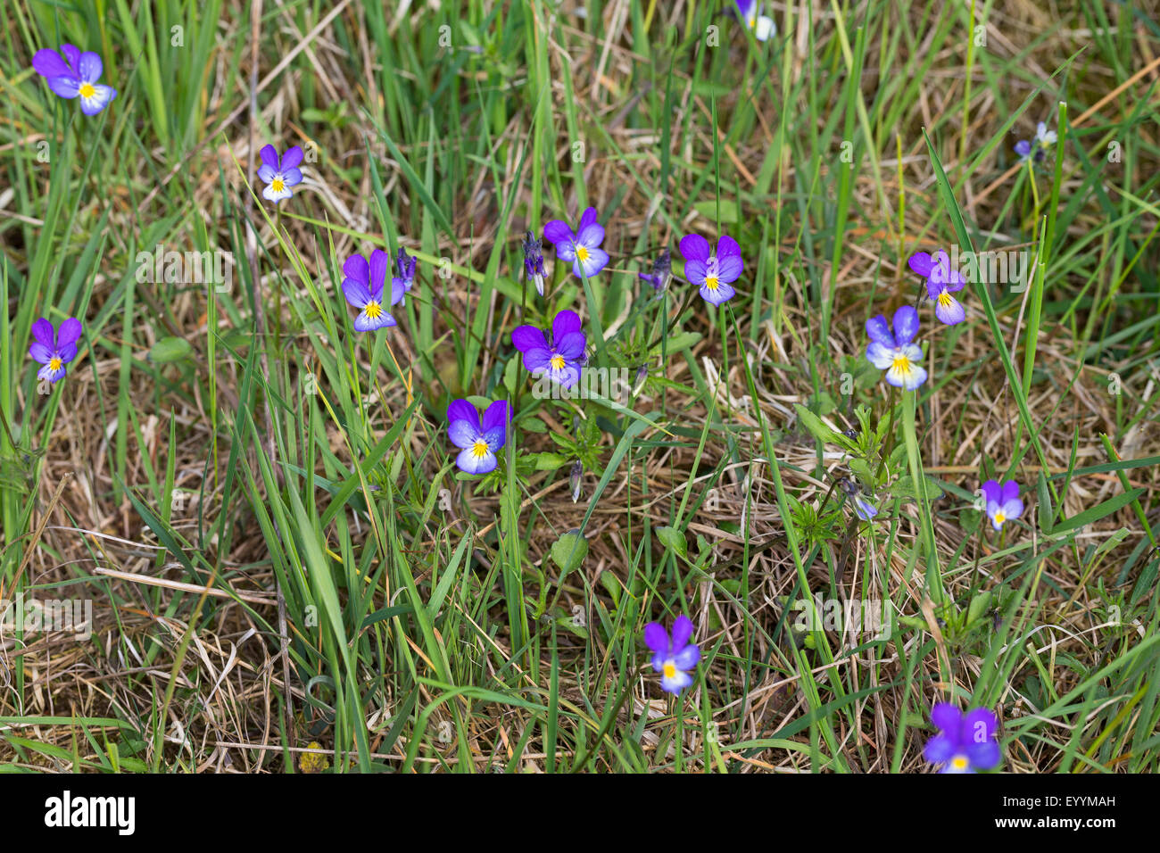 Heartsease, cuore di semplicità, delizia del cuore, Tickle-my-fancy, Wild pansy, Jack-jump-su-e-kiss-me venire-e-coccola-me, tre facce in una cappa, amore-nel-l'ozio (Viola tricolore), fioritura, Germania Foto Stock