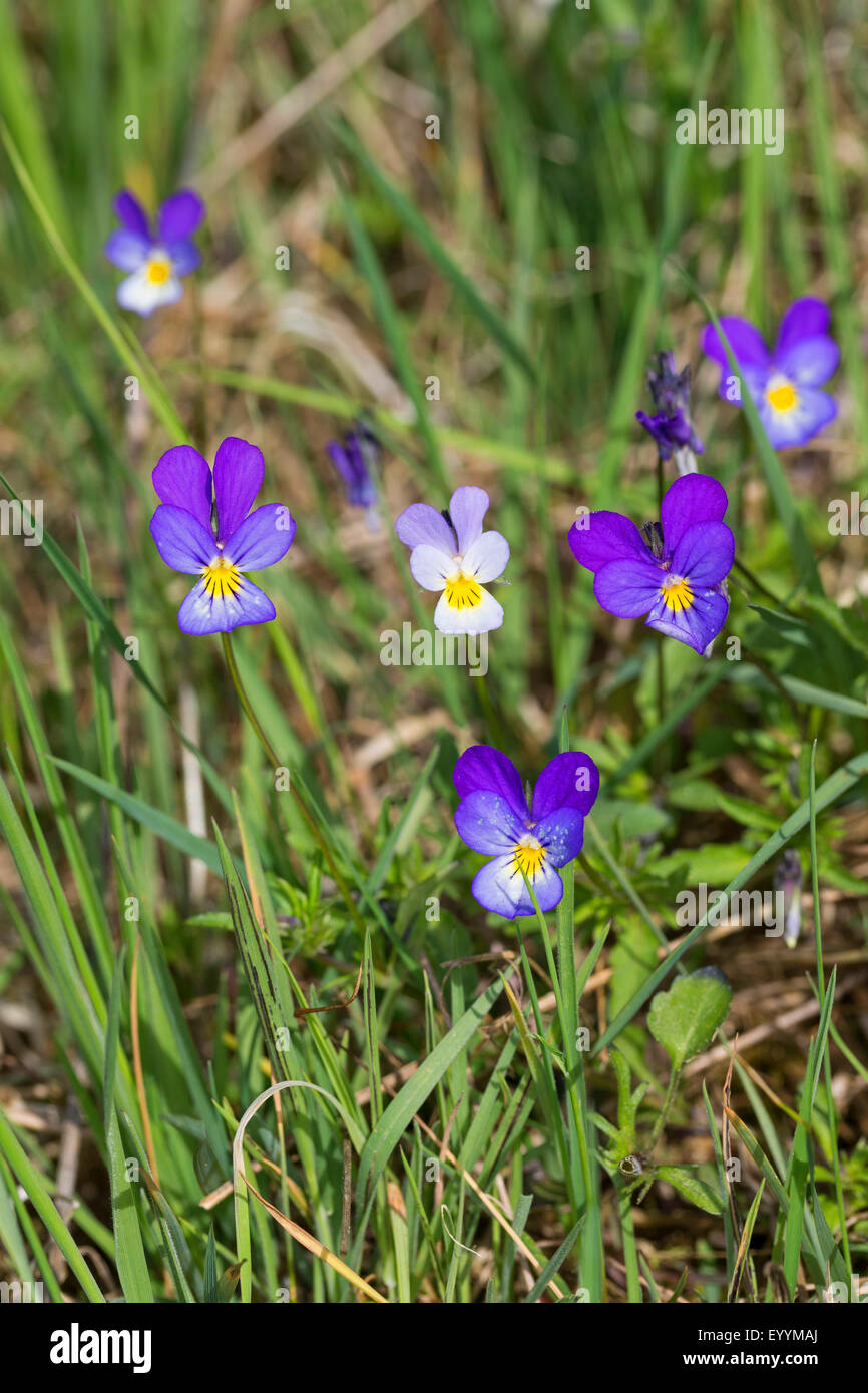 Heartsease, cuore di semplicità, delizia del cuore, Tickle-my-fancy, Wild pansy, Jack-jump-su-e-kiss-me venire-e-coccola-me, tre facce in una cappa, amore-nel-l'ozio (Viola tricolore), fioritura, Germania Foto Stock