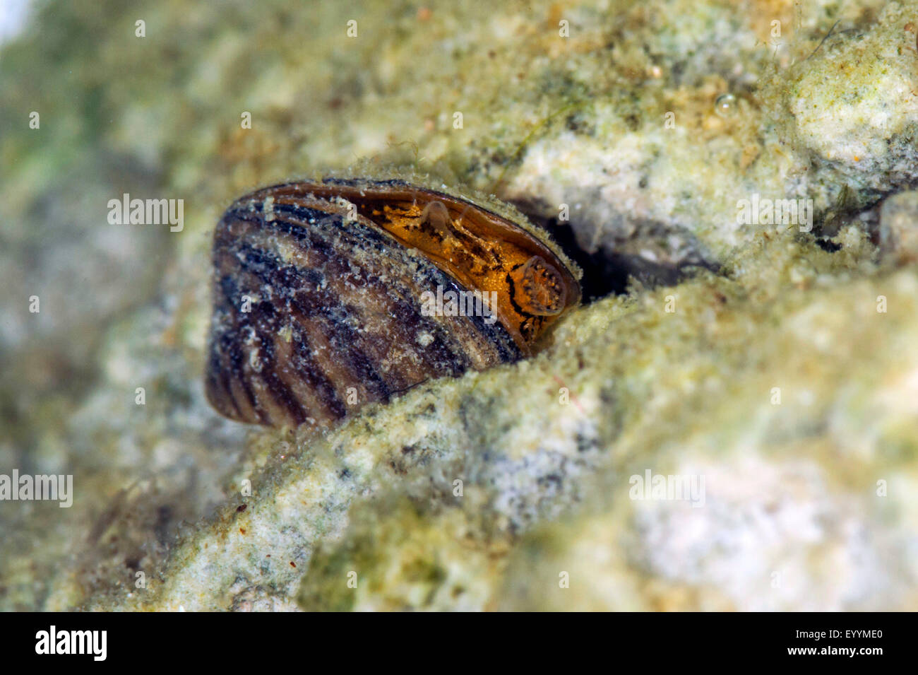Zebra mussel molti-sagomato, dreissena cozza d'acqua dolce (Dreissena polymorpha), dettaglio, la respirazione e la cloaca sifone Foto Stock