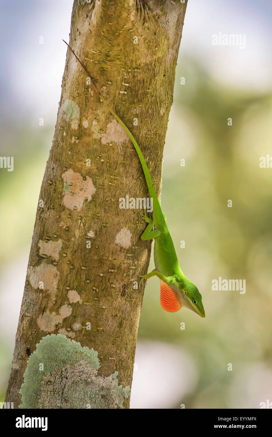 Verde (anole Anolis carolinensis), maschio visualizzando la sua giogaia, STATI UNITI D'AMERICA, Florida, Kissimmee Foto Stock