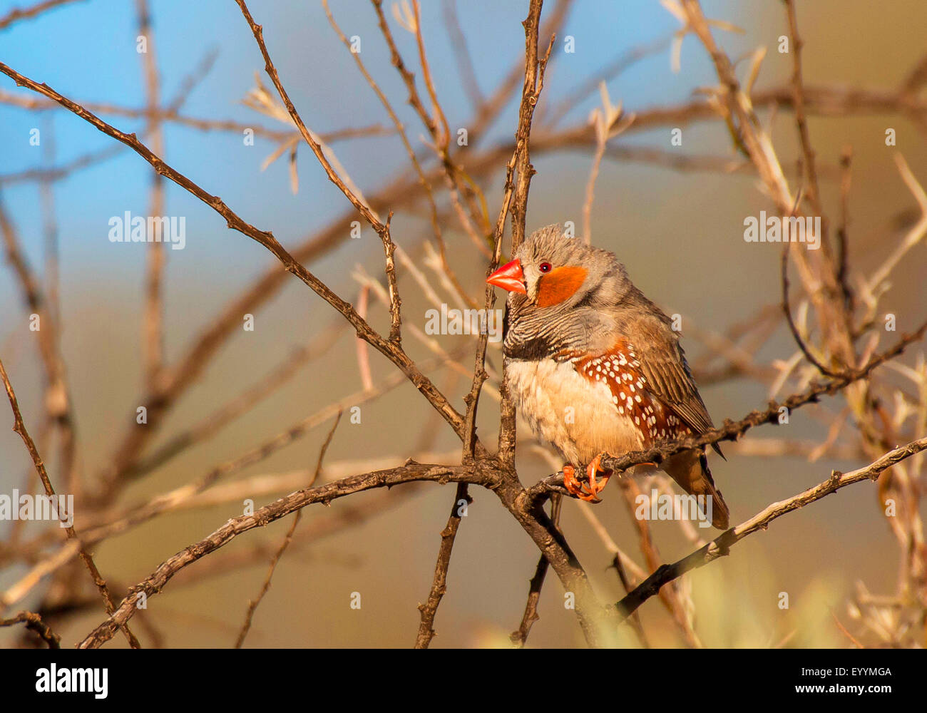Zebra finch (Poephila guttata, Taeniopygia guttata), su un ramoscello, Australia Australia Occidentale, Tom prezzo Foto Stock