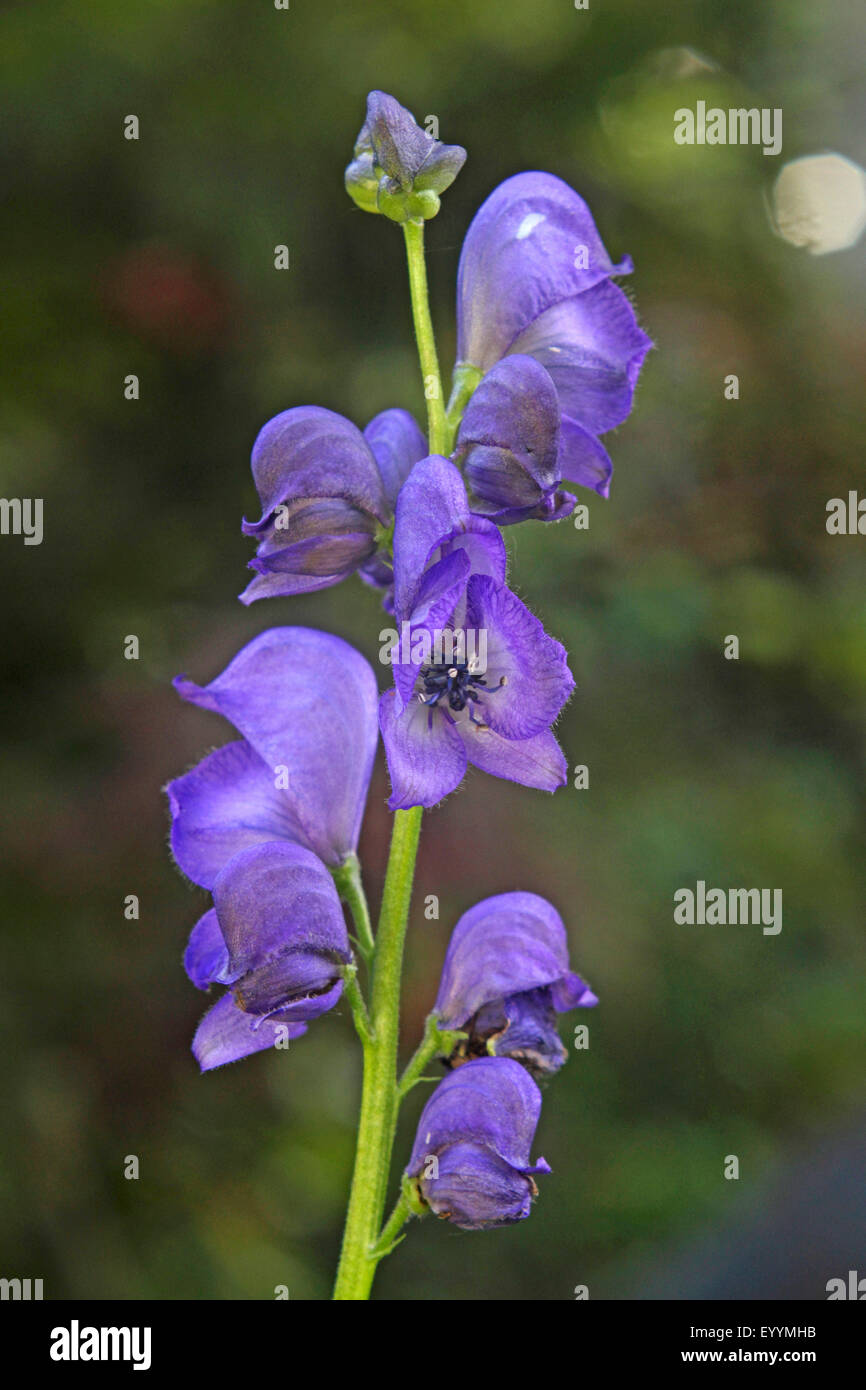 Monk's-cofano, vero monkshood, giardino monkshood (Aconitum napellus), infiorescenza, Germania Foto Stock