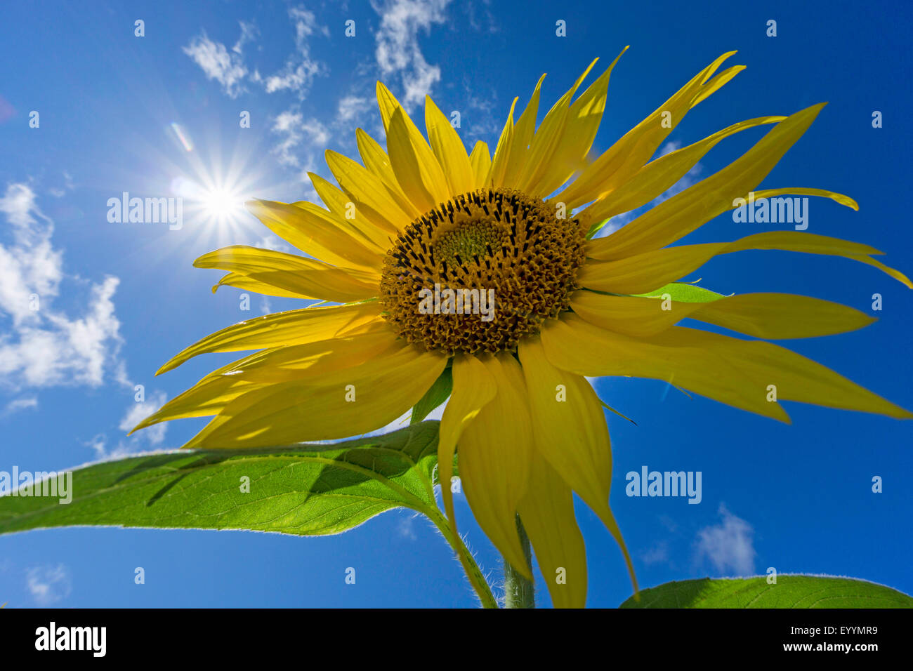 Comune di girasole (Helianthus annuus), girasole in fornt del cielo con sole e nuvole, Germania, il Land Brandeburgo Foto Stock