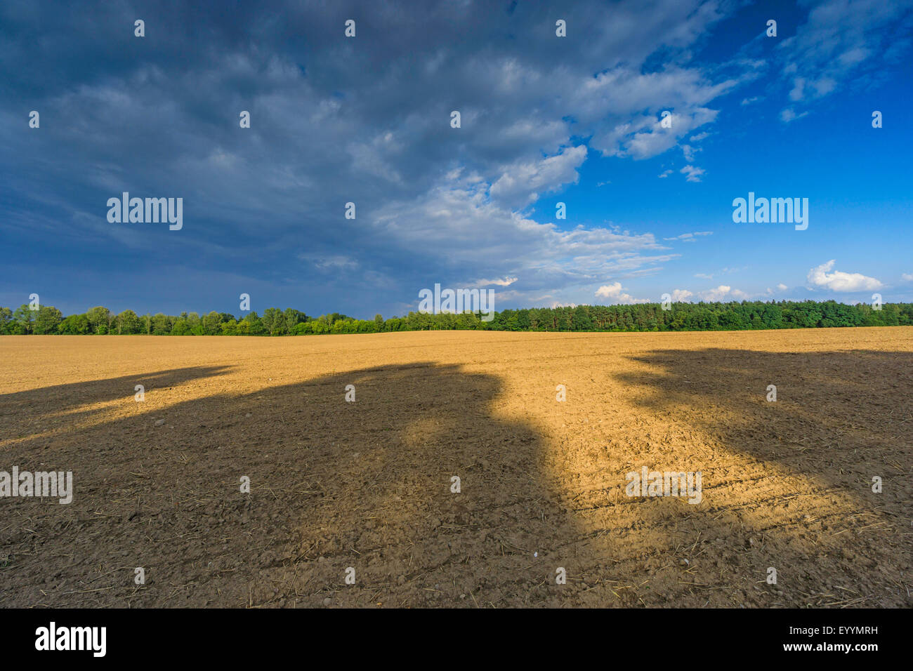 Campo di stoppie con luce e ombra, Germania, il Land Brandeburgo, Templin Foto Stock