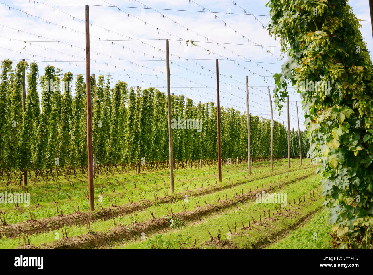 Luppolo (Humulus lupulus), hop giardino, la raccolta di luppolo, in Germania, in Baviera Foto Stock