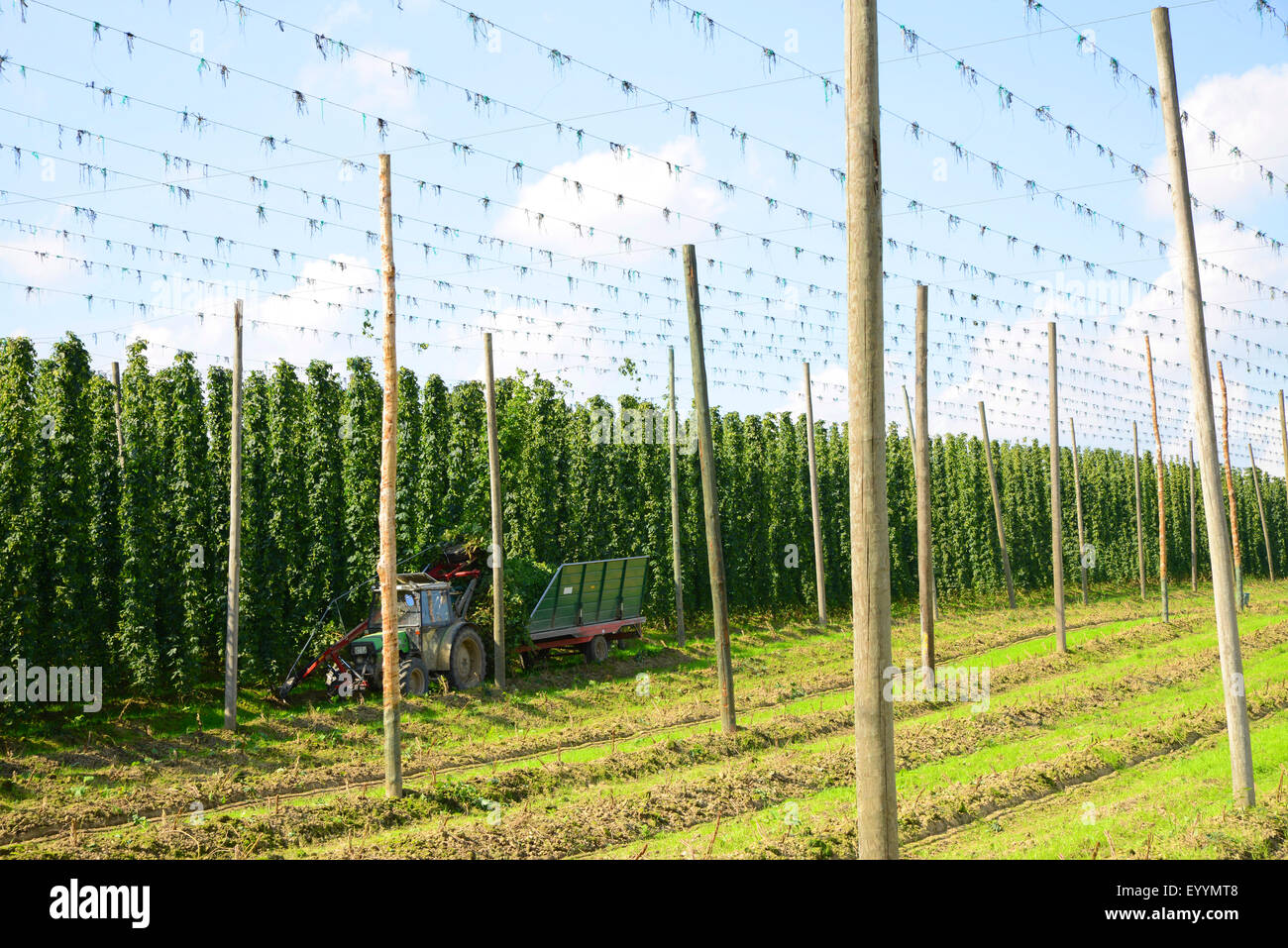 Luppolo (Humulus lupulus), hop giardino, la raccolta di luppolo, in Germania, in Baviera Foto Stock