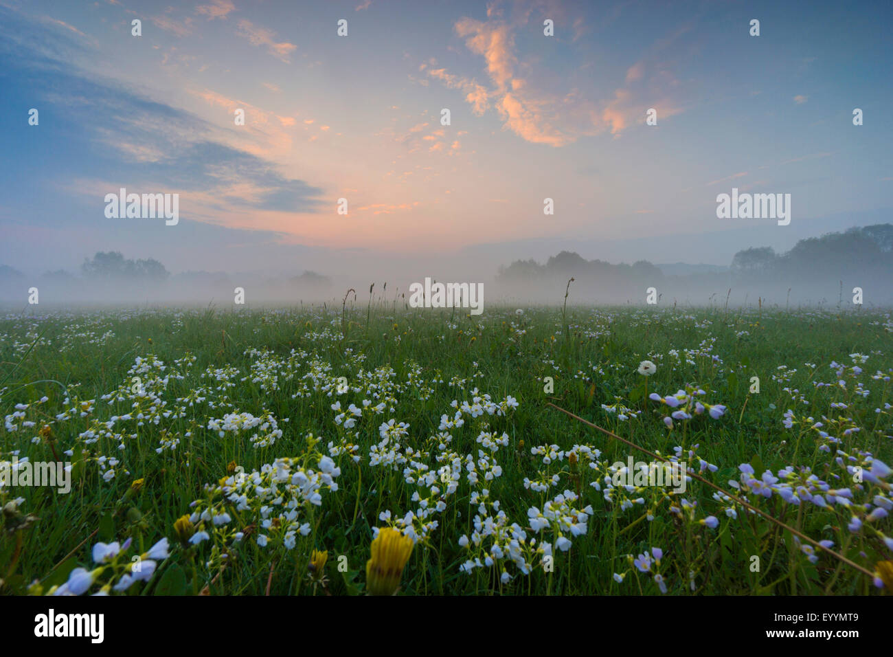 Bog Rosa, fiore di cuculo, Lady's Smock, Milkmaids (cardamine pratensis), prato in fiore al mattino, in Germania, in Sassonia, Vogtland, Jocketa Foto Stock