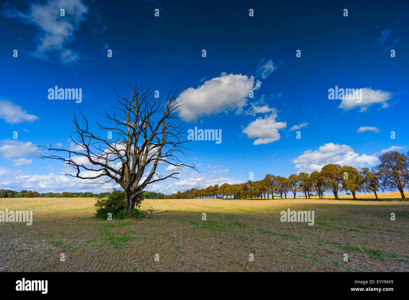 Albero morto in un campo di stoppie, Germania, Brandeburgo, Templin Foto Stock