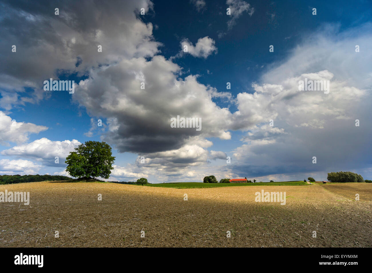 Sole e pioggia su un campo paesaggio con albero singolo, Germania, Brandeburgo, Templin Foto Stock