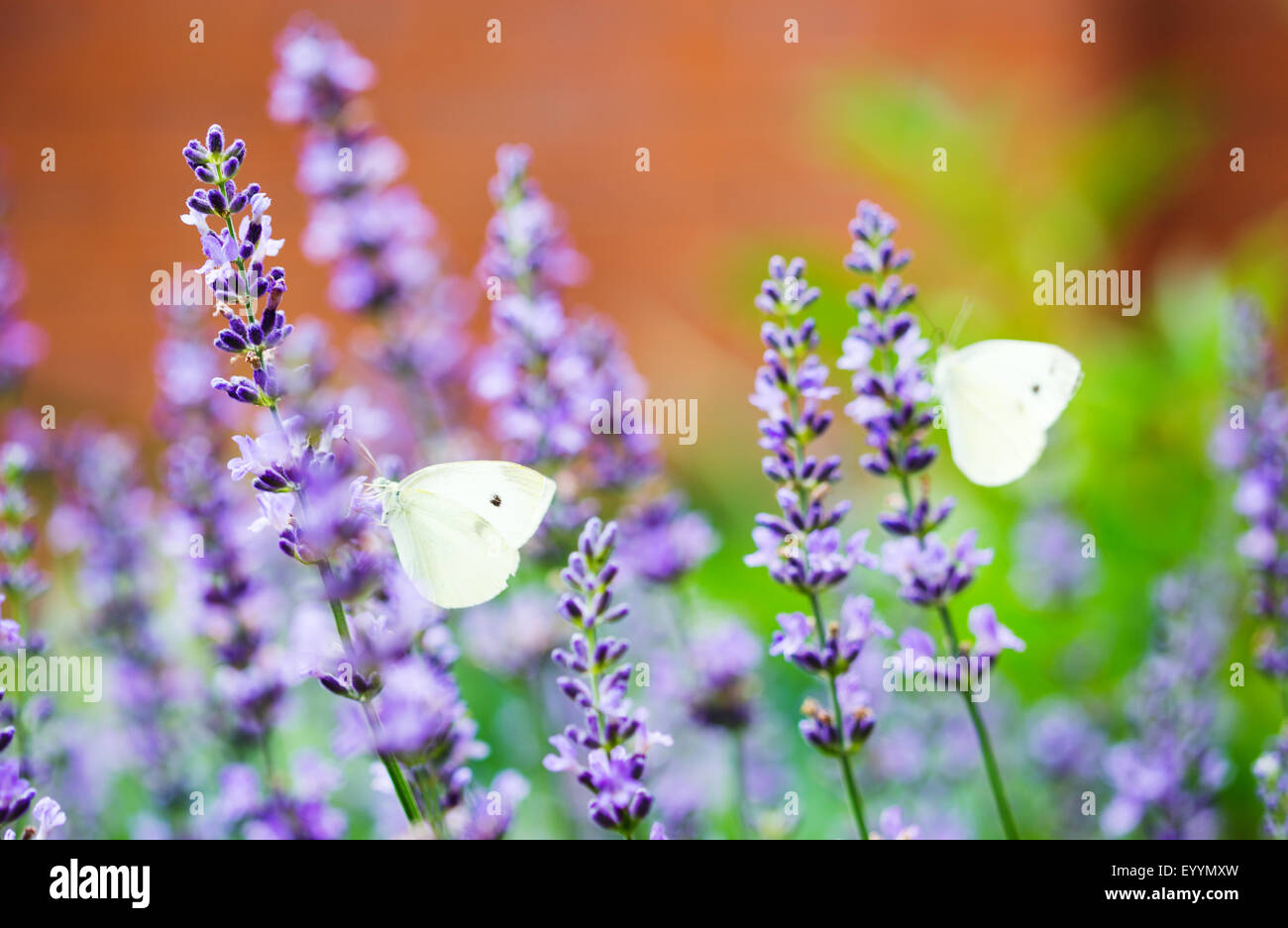Primo piano di un cavolo bianco farfalla sulla lavanda, con un altro butterfly in background Foto Stock
