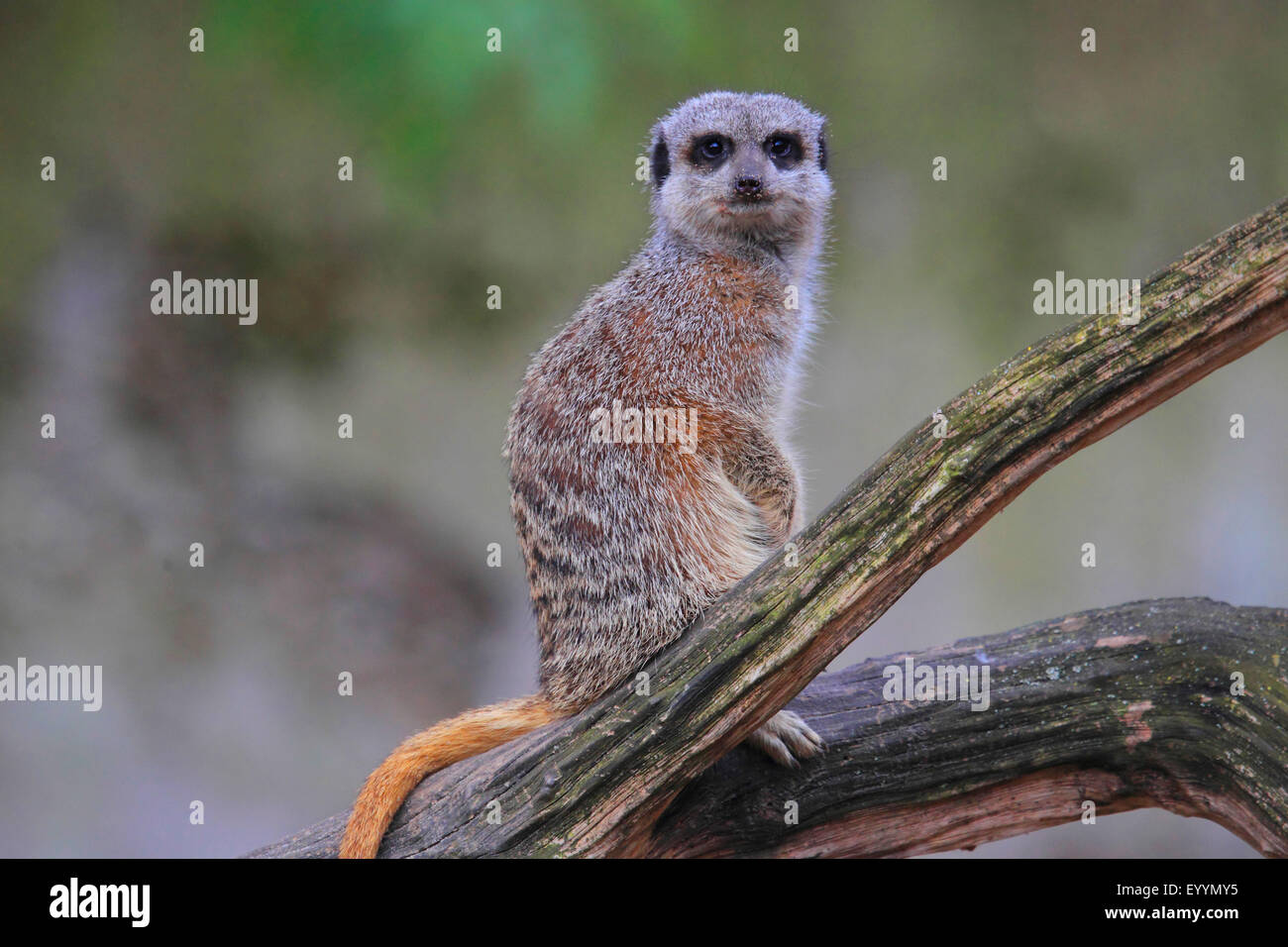 Suricate, sottile-tailed meerkat (Suricata suricatta), seduto su un ramoscello Foto Stock