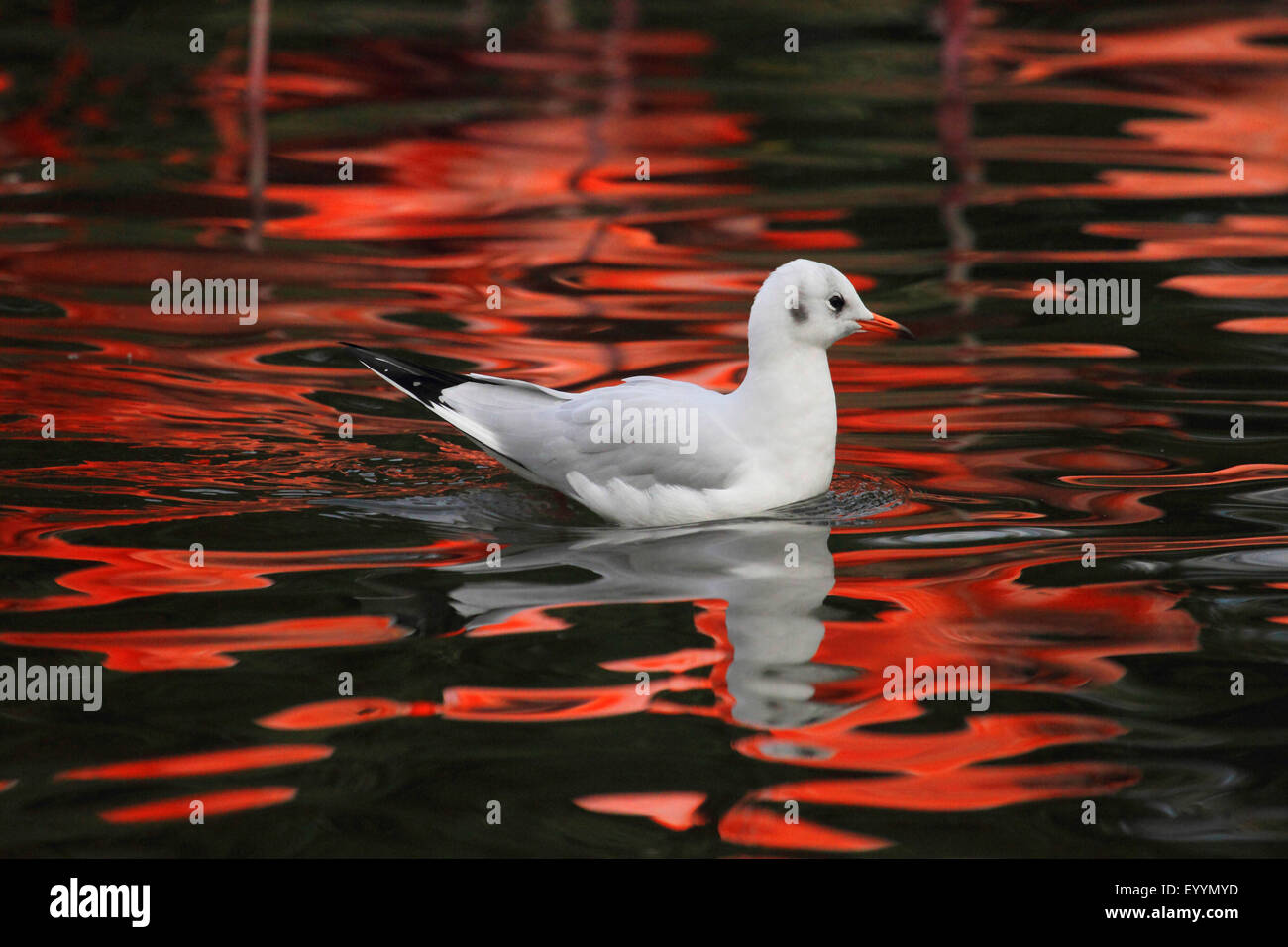 A testa nera (gabbiano Larus ridibundus, Chroicocephalus ridibundus), nuotate nella luce della sera, Germania Foto Stock