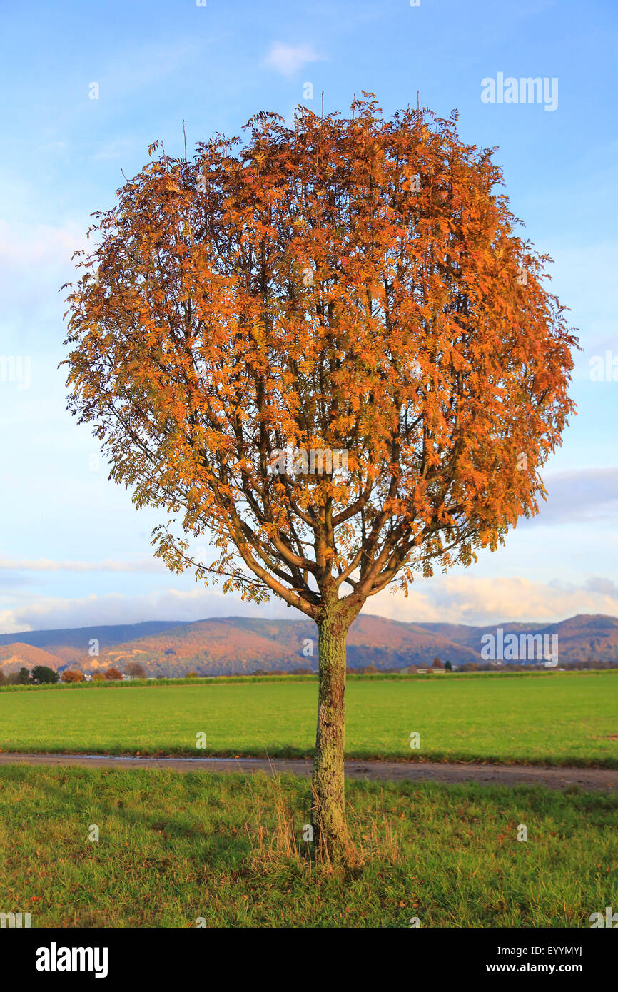 European mountain-cenere, rowan tree (Sorbus aucuparia), rowan Albero in autunno, Germania Foto Stock