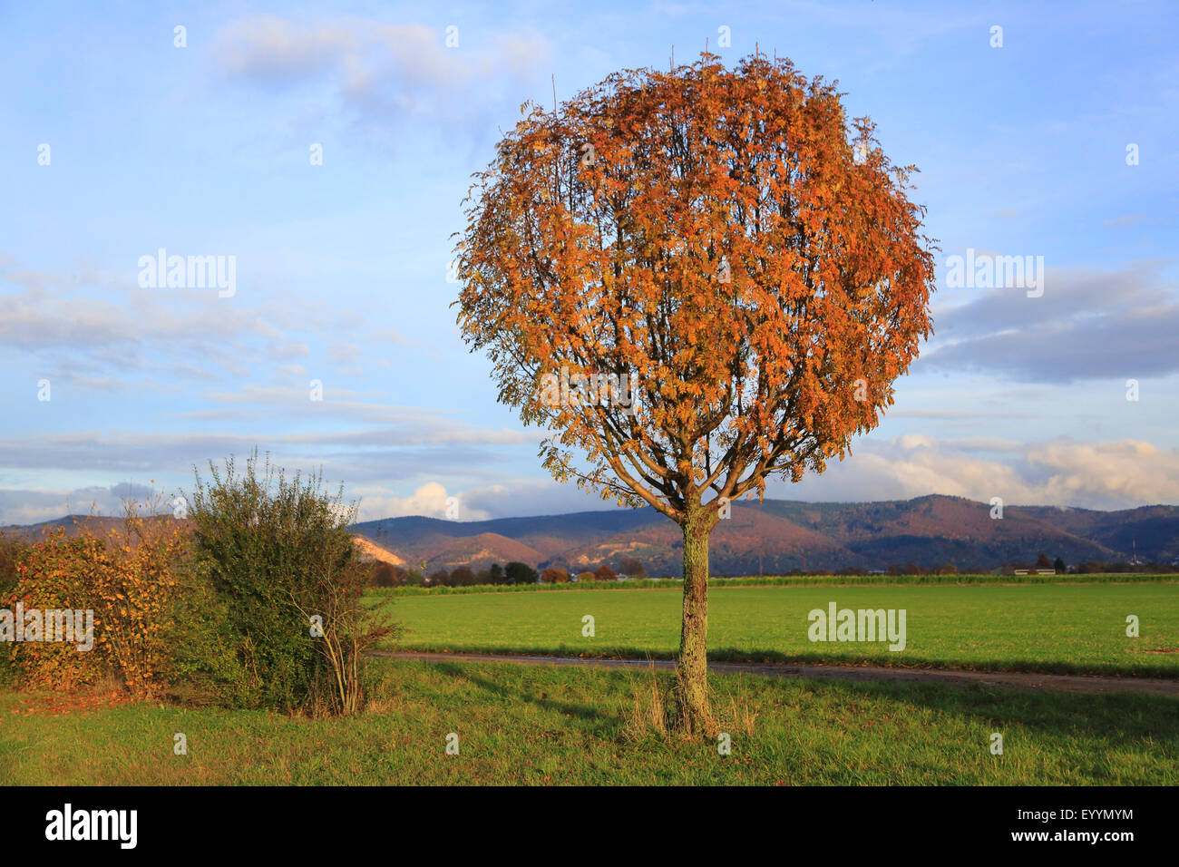 European mountain-cenere, rowan tree (Sorbus aucuparia), rowan Albero in autunno, Germania Foto Stock