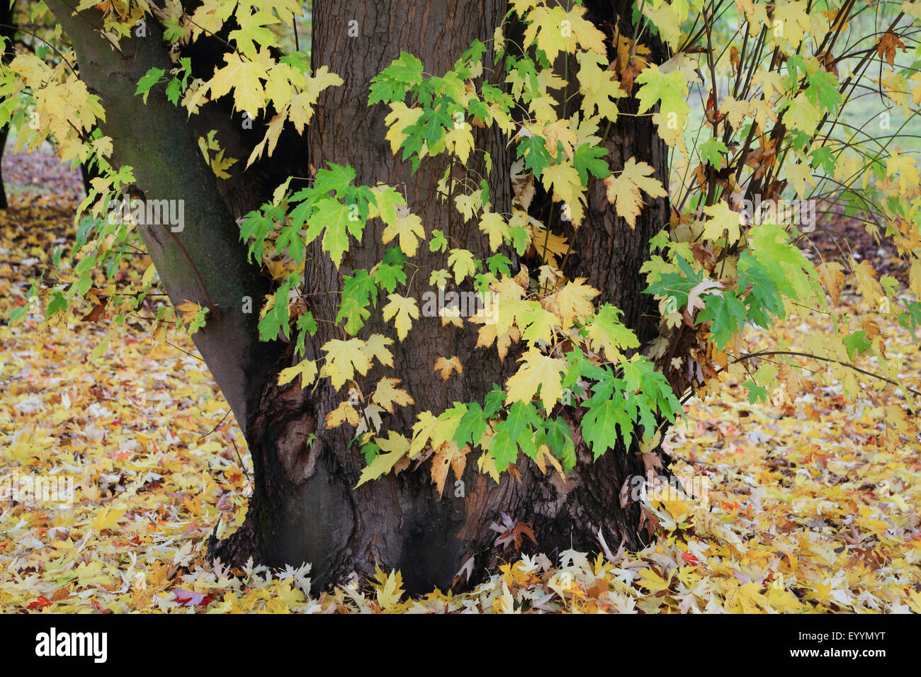 Silver maple, acero bianco, bird's eye maple (Acer saccharinum), in autunno, Germania Foto Stock