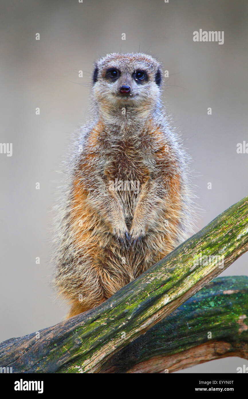 Suricate, sottile-tailed meerkat (Suricata suricatta), si siede su un ramo in posizione verticale Foto Stock