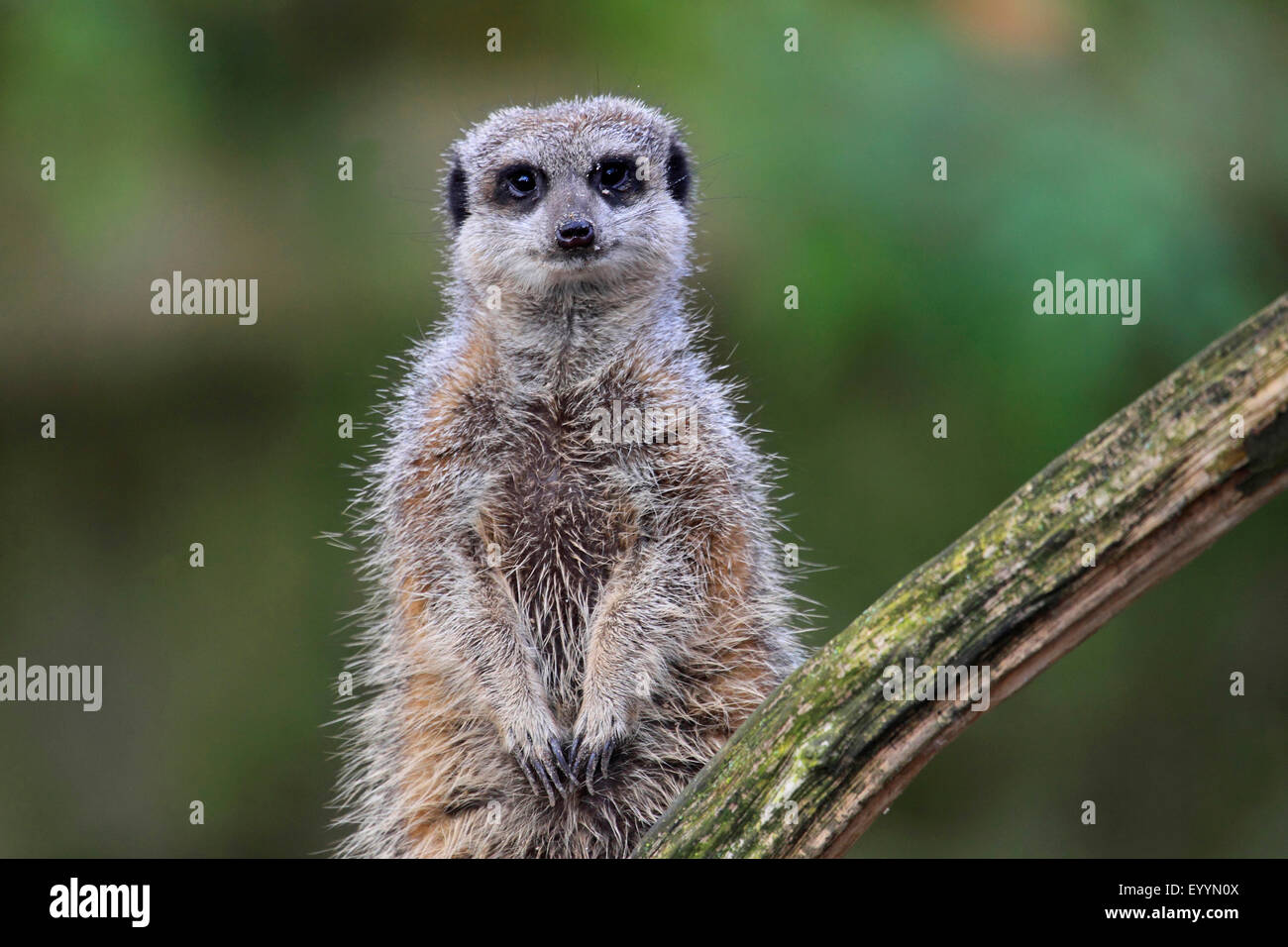 Suricate, sottile-tailed meerkat (Suricata suricatta), si siede su un ramo in posizione verticale Foto Stock