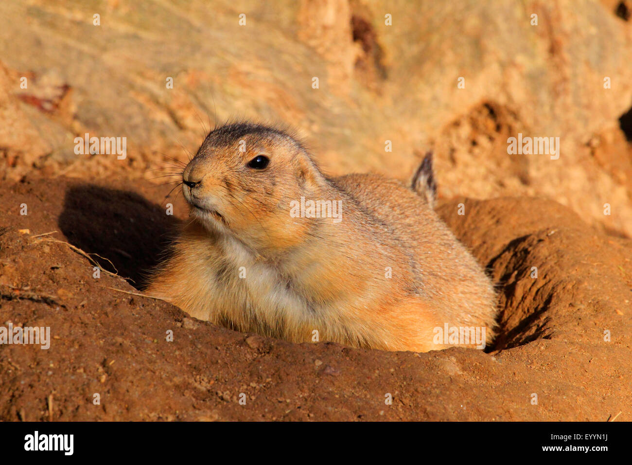 Nero-tailed cane della prateria, pianure prairie dog (Cynomys ludovicianus), cane della prateria a den Foto Stock