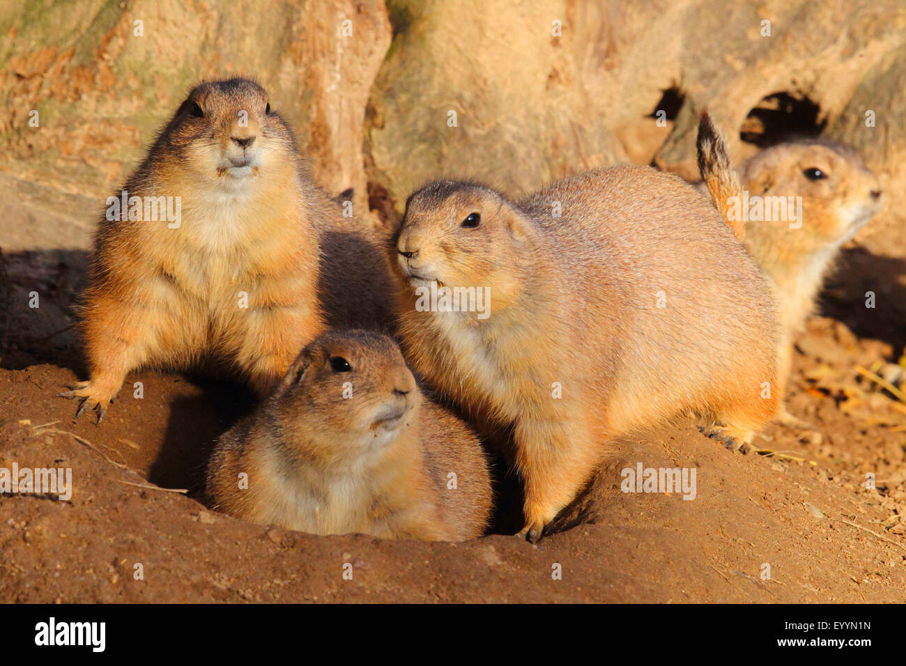 Nero-tailed cane della prateria, pianure prairie dog (Cynomys ludovicianus), i cani della prateria in den Foto Stock