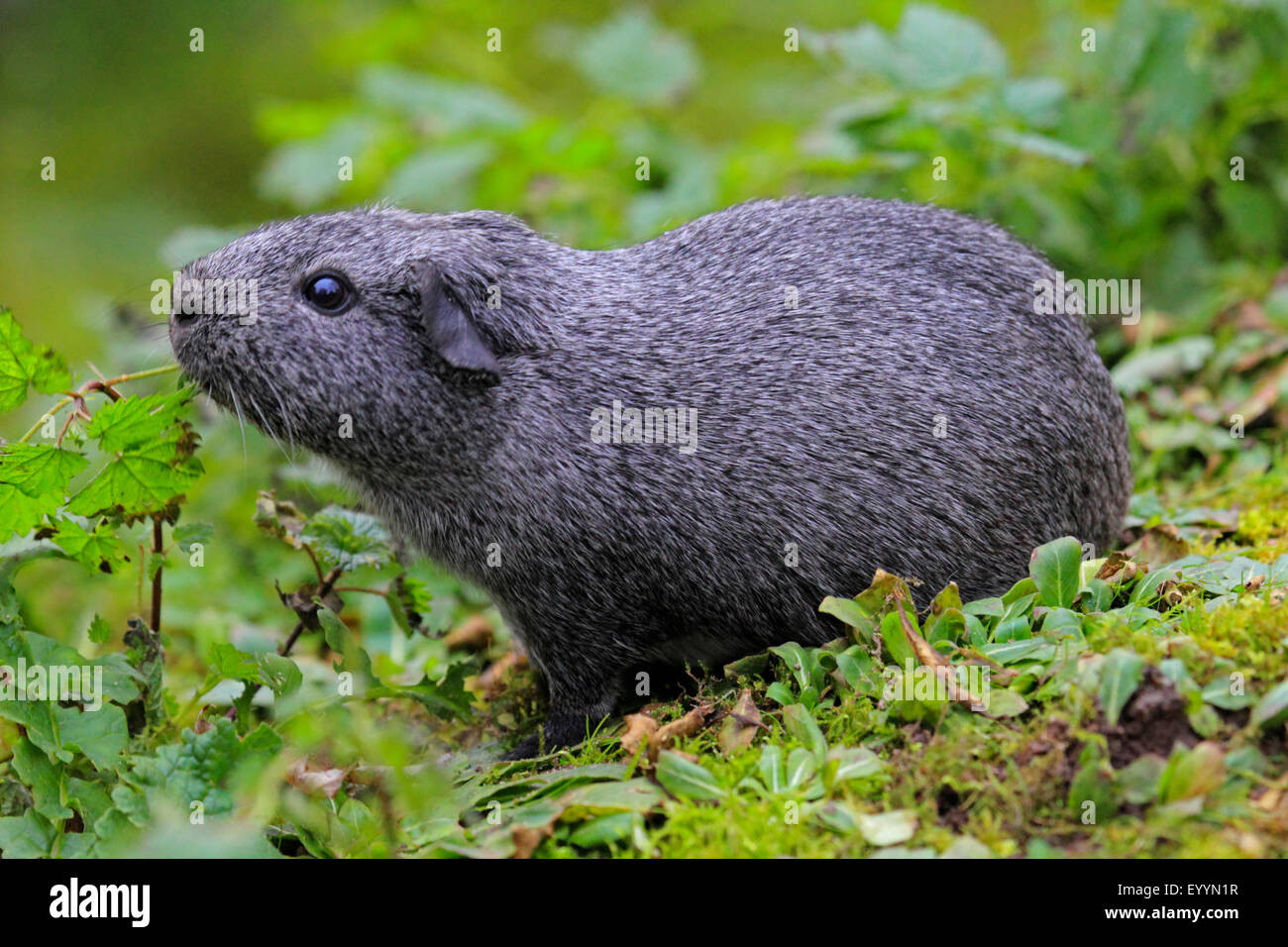 Cavy, Brasiliano cavia (cavia aperea), in un prato Foto Stock