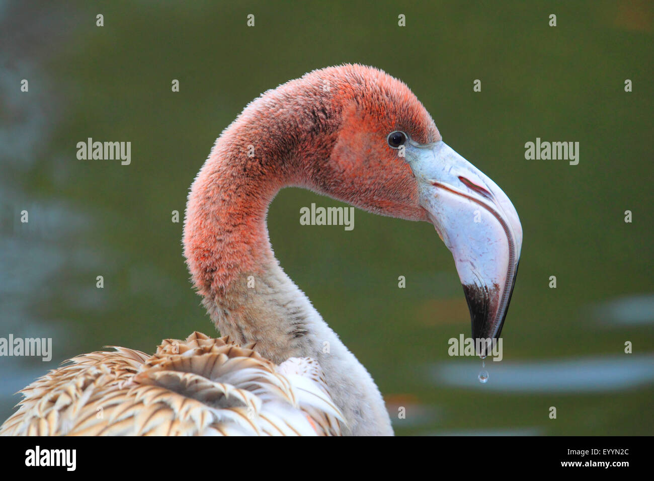 Fenicottero maggiore, American flamingo, Caribbean Flamingo (Phoenicopterus ruber ruber), capretti, ritratto Foto Stock