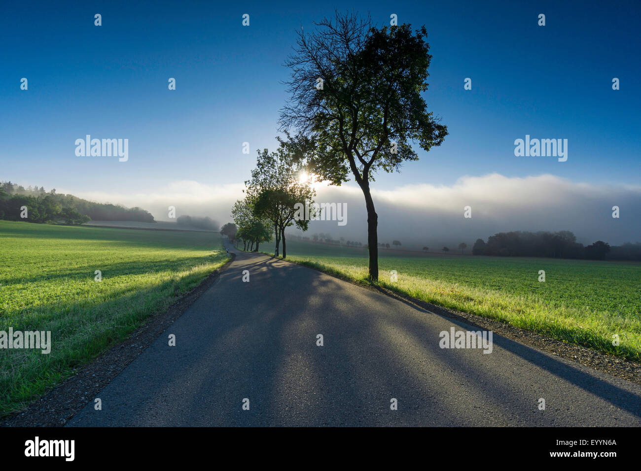 Banchine tree riga nel campo orizzontale nella luce del mattino, in Germania, in Sassonia, Vogtland, Plauen Foto Stock
