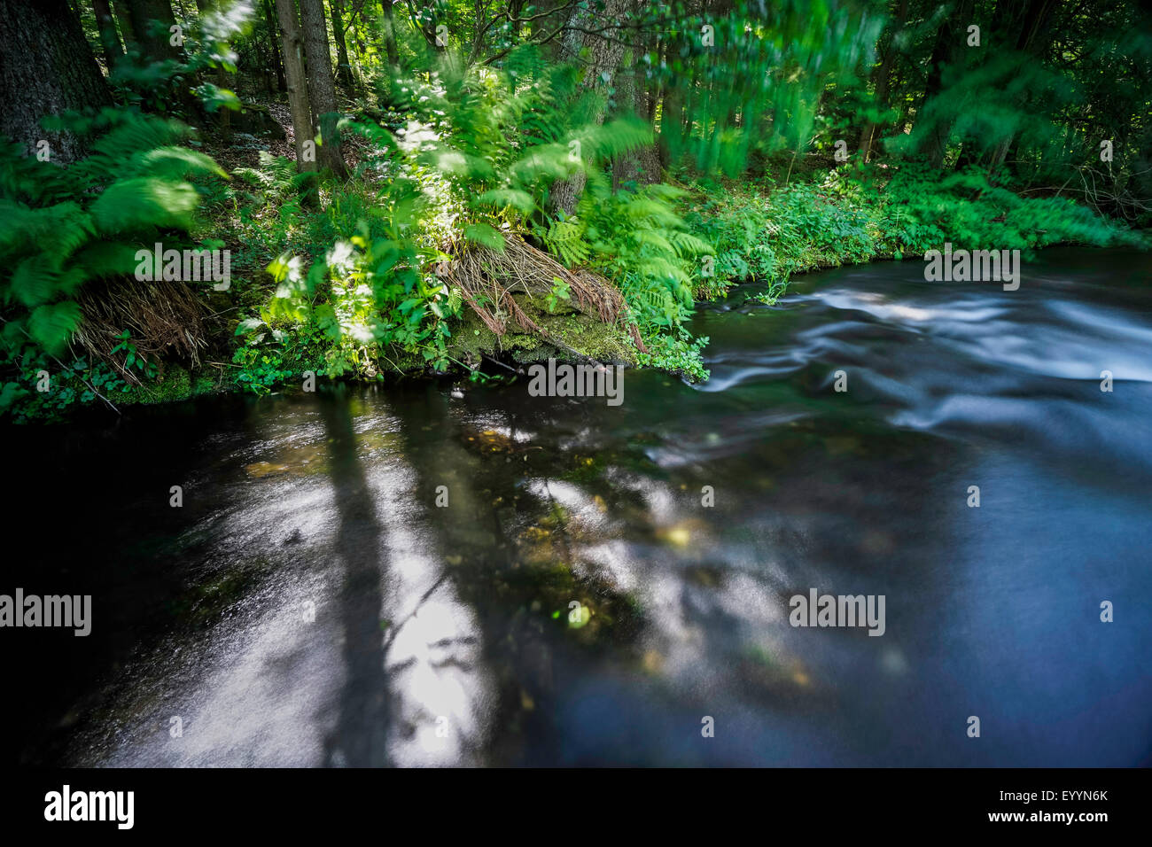 Fiume e ricoperta in riva al fiume, in Germania, in Sassonia, Vogtlaendische Schweiz, Triebtal Foto Stock