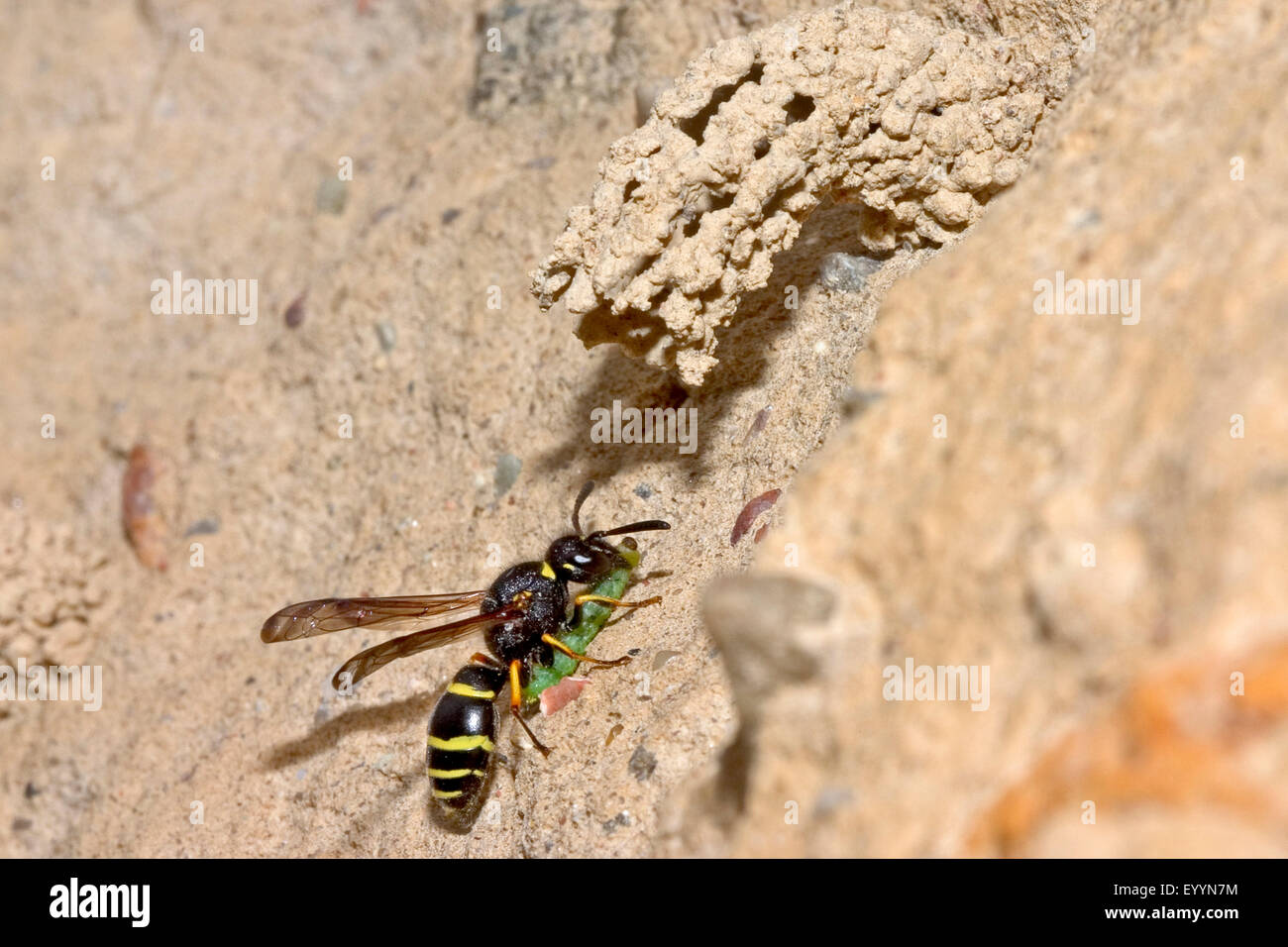 Potter wasp (Odynerus spinipes, Oplomerus spinipes), porta un catturato larva di nido, Germania Foto Stock