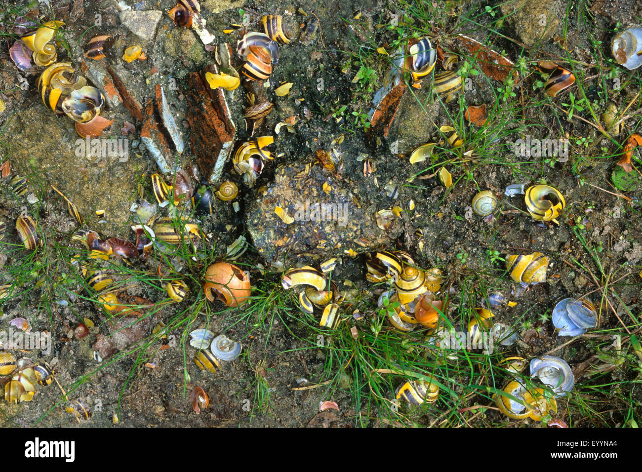 Tordo bottaccio (Turdus philomelos), residui della lumaca alimentato da un tordo bottaccio, Germania Foto Stock Tordo bottaccio (Turdus philomelos), residui della lumaca alimentato da un tordo bottaccio, Germania Foto Stock