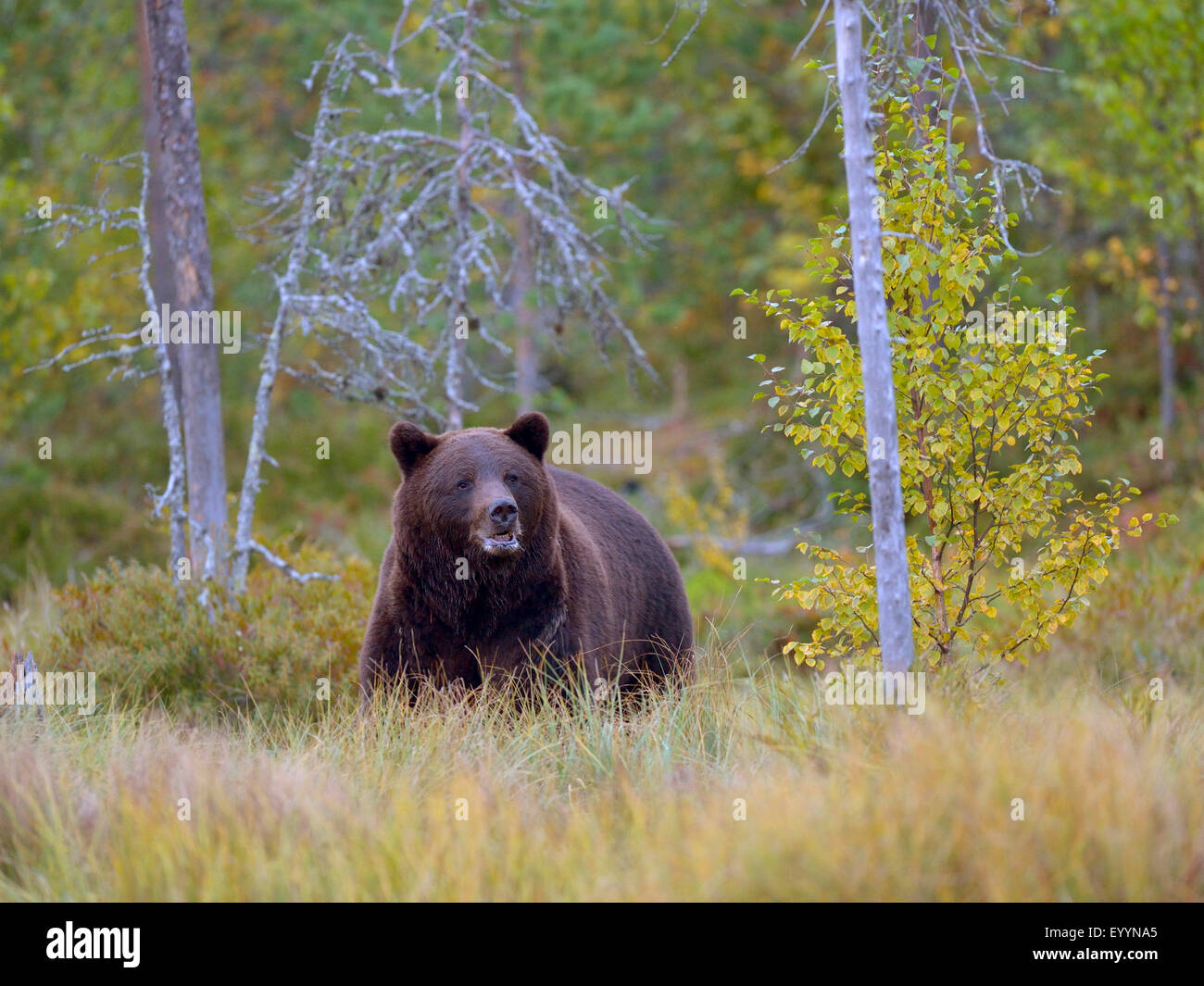 Unione l'orso bruno (Ursus arctos arctos), portano in autunno, Finlandia Foto Stock