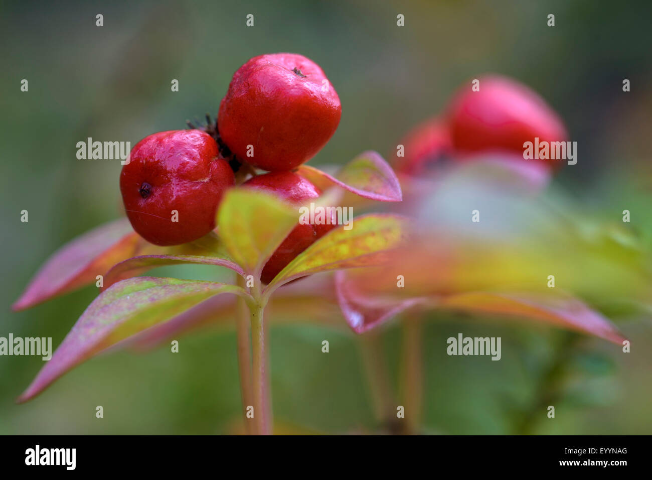 Dwarf corniolo, sanguinello (Cornus suecica), con frutti, Finlandia Foto Stock