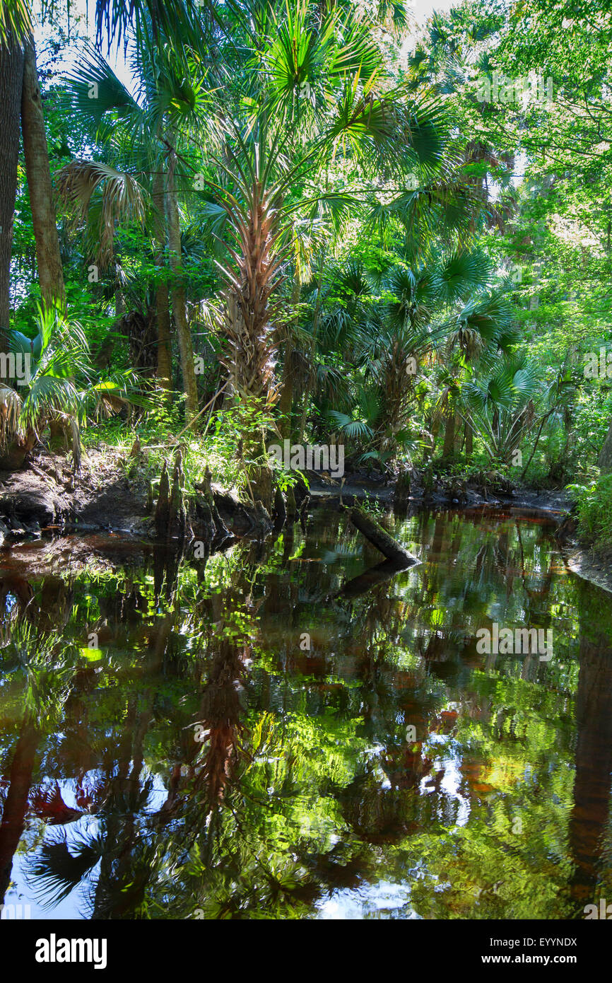 Blackwater river con palme alla riva, STATI UNITI D'AMERICA, Florida, Reedy Creek, Kissimmee Foto Stock