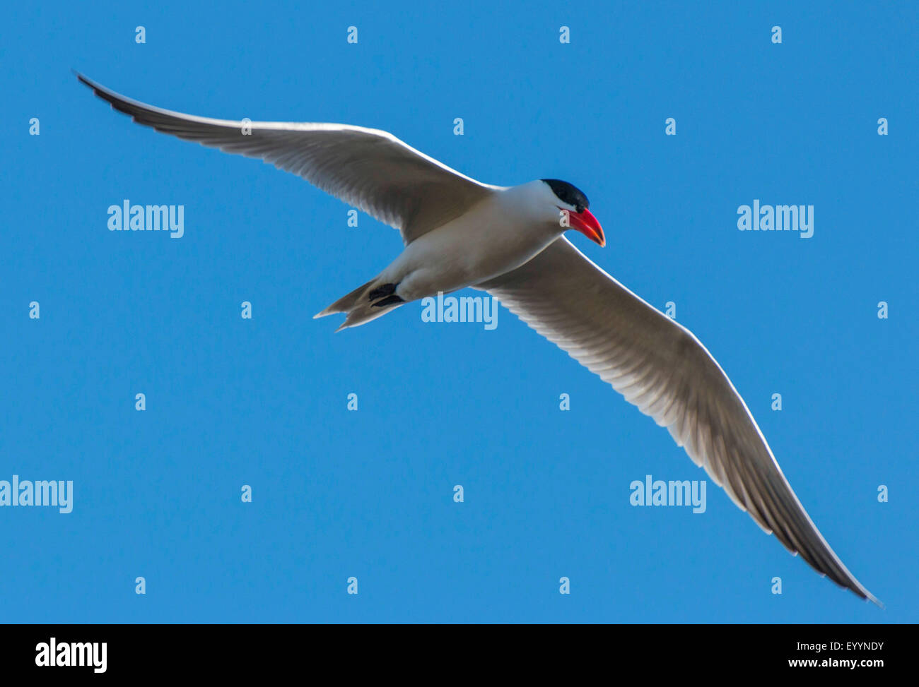 Caspian tern (Hydroprogne caspia, Sterna caspia), in volo, Australia Australia Occidentale Foto Stock