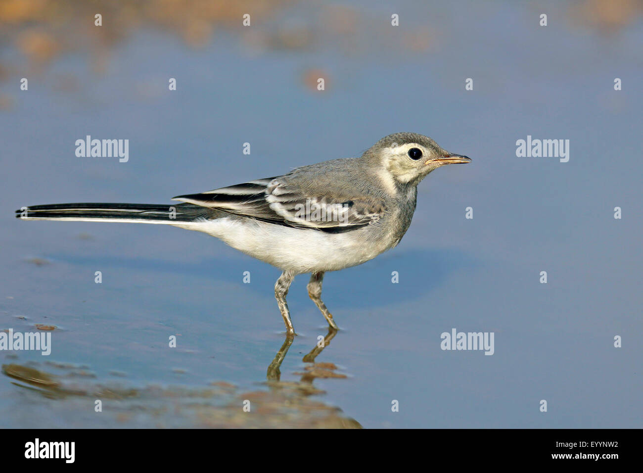 Pied wagtail (Motacilla alba), immaturi pied wagtail sorge in acque poco profonde, Bulgaria, Kaliakra Foto Stock
