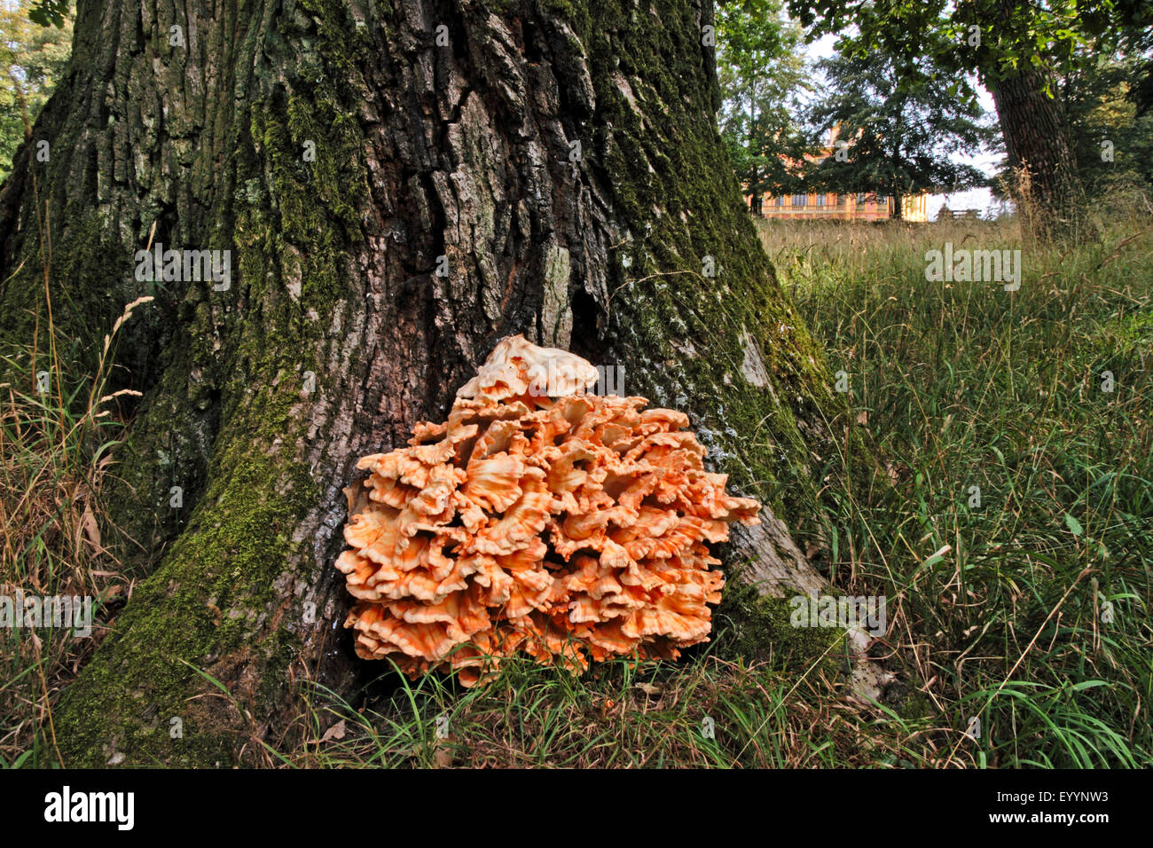 Il pollo di boschi, Aulphur polypore, ripiano di zolfo (Laetiporus sulfurei), organismi fruting ad una radice, Germania Foto Stock