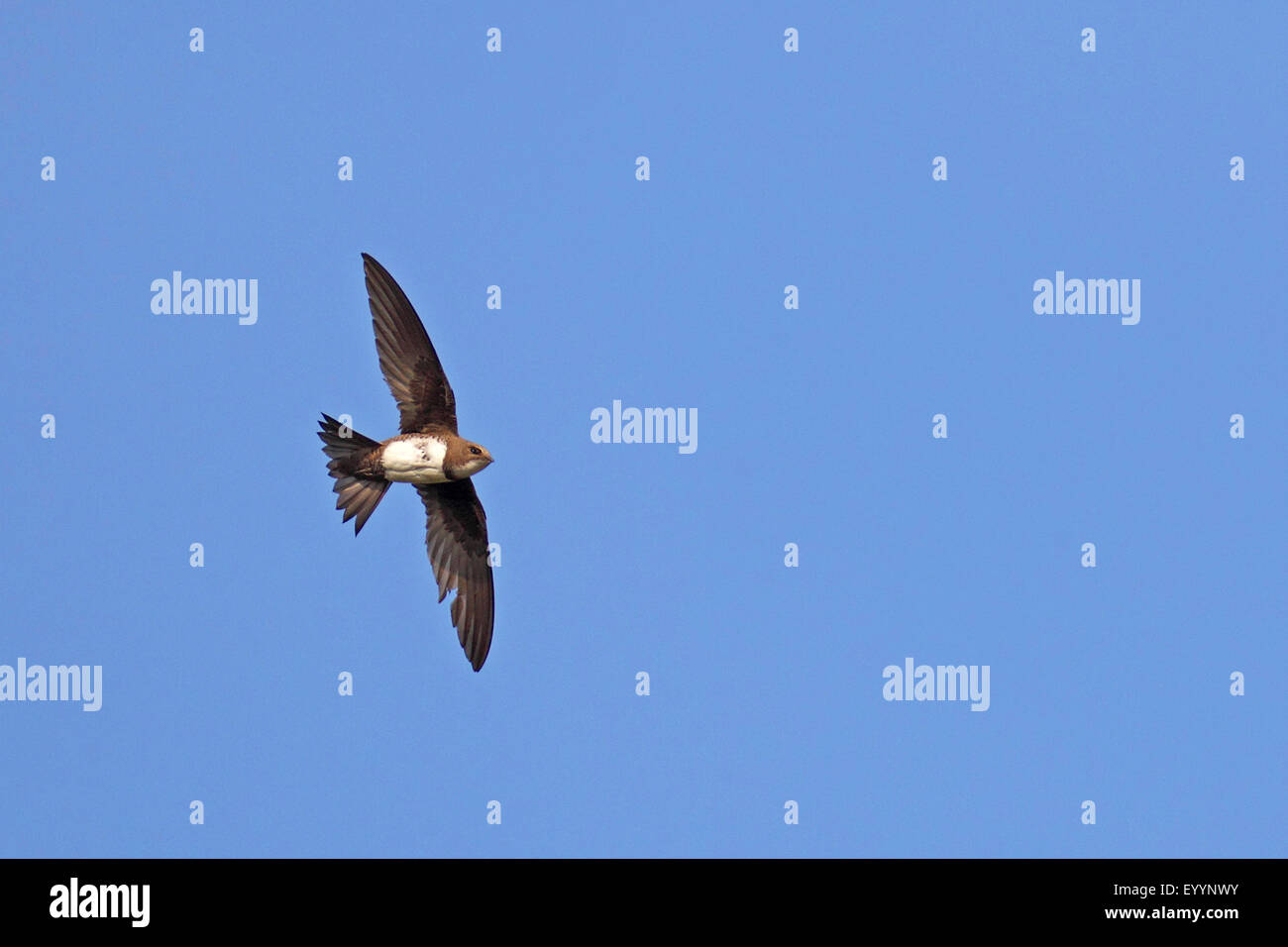 Alpine swift (Apus melba, Tachymarptis melba), volare, Bulgaria, Kaliakra Foto Stock