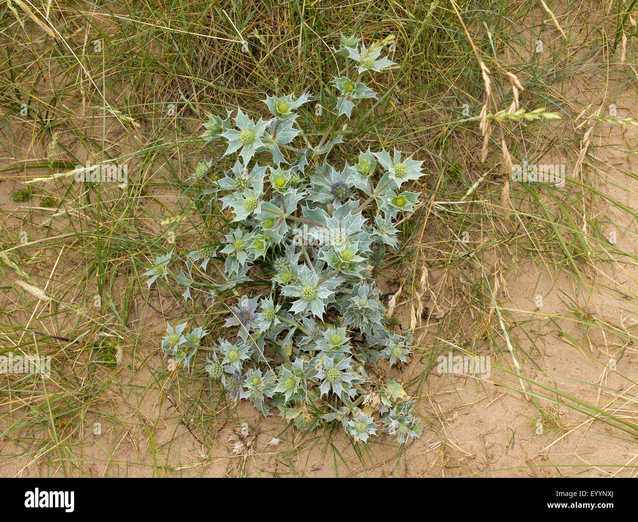 Una chiusura del Eryngium su una duna erbosa su una spiaggia di Norfolk, Inghilterra Foto Stock