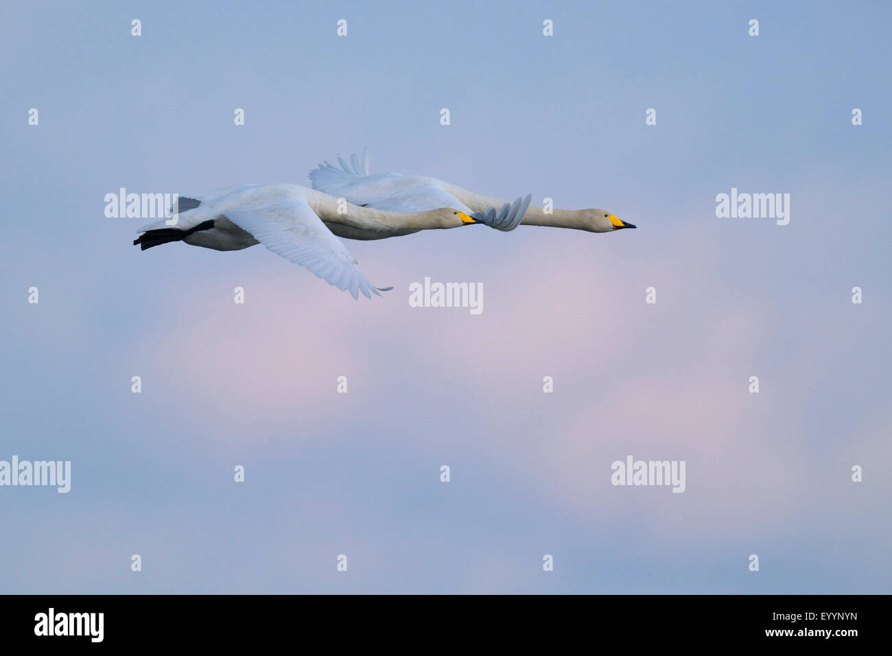 Whooper swan (Cygnus Cygnus), coppia in volo, Svezia, Lago Hornborga Foto Stock