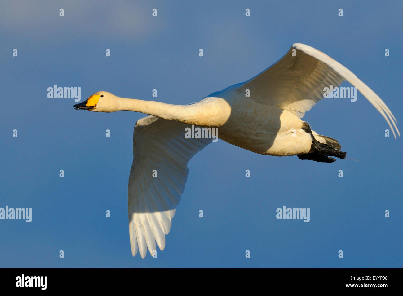Whooper swan (Cygnus Cygnus), il volo delle Nazioni unite, Svezia, Lago Hornborga Foto Stock